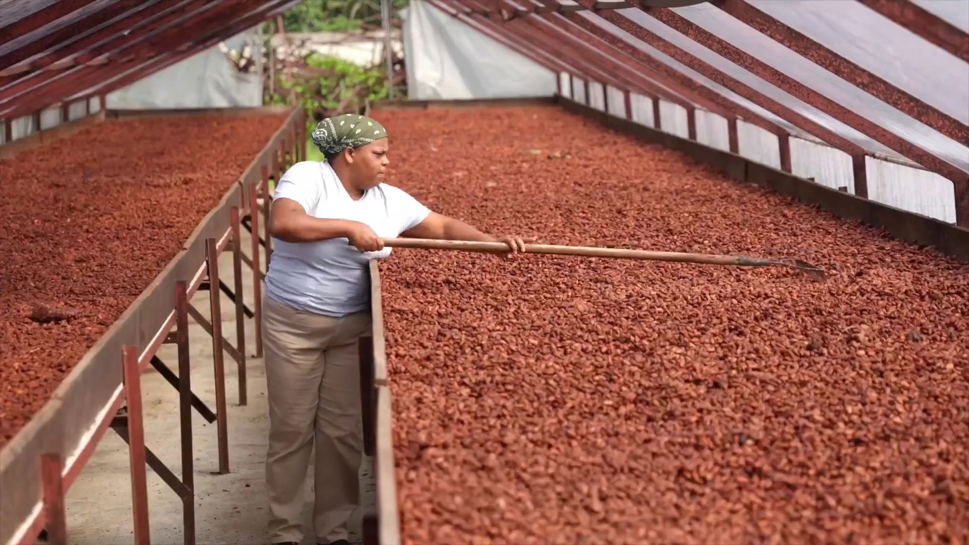 Cacao1_Secuoya-nexus